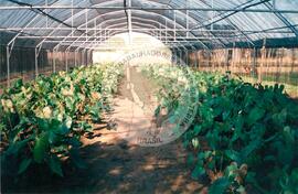 Visita à África - Maguilla (Africa, [sem data]) [fotografia] / Fotógrafo(a) : Arquivo MST. -- Ref.: BR-SPMST_MST-SN-CIN_AMP_001100-009048-RIT.