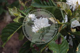 [Título n/d] : lote nº 002, pasta nº 001313, doc. nº 000011 [imagem] / Fotógrafo(a) : [autoria n/d].