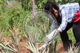 [Título n/d] : lote nº 002, pasta nº 000014, doc. nº 000200 [imagem] / Fotógrafo(a) : [autoria n/d].