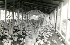 Assentamento "Serrinha" do MST (Pernambuco, set. 1996) [fotografia] / Fotógrafo(a) : Verinha Vilar. -- Ref.: BR-SPMST_MST-SN-CIN_AMP_000336-001615-ASS.