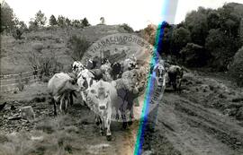 Fundação da Cooperativa Central (Campos Novos-SC, [sem data]) [fotografia] / Fotógrafo(a) : Dirceu Vieira. -- Ref.: BR-SPMST_MST-SN-CIN_AMP_000747-004879-CSS.