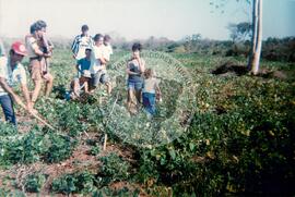 Assentamento "Tamarineiro II" do MST (Corumbá-MS, [sem data]) [fotografia] / Fotógrafo(a) : Arquivo MST. -- Ref.: BR-SPMST_MST-SN-CIN_AMP_000164-001169-ASS.