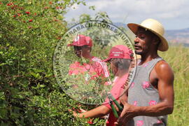 [Título n/d] : lote nº 002, pasta nº 000014, doc. nº 000242 [imagem] / Fotógrafo(a) : [autoria n/d].