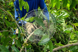 [Título n/d] : lote nº 002, pasta nº 001315, doc. nº 000036 [imagem] / Fotógrafo(a) : [autoria n/d].