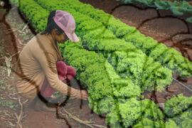 [Título n/d] : lote nº 002, pasta nº 001350, doc. nº 000170 [imagem] / Fotógrafo(a) : [autoria n/d].