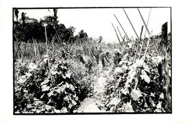 Assentamento "Vitória" do MST (Ceará, [sem data]) [fotografia] / Fotógrafo(a) : Arquivo MST ; Débora Lerrer. -- Ref.: BR-SPMST_MST-SN-CIN_AMP_000322-001561-ASS.