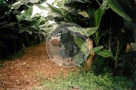 Viagem de Luiz Roberto para Espanha (Ilhas Canárias (Espanha), 31 jan. 2001) [fotografia] / Fotógrafo(a) : Arquivo MST. -- Ref.: BR-SPMST_MST-SN-CIN_AMP_001119-009237-RIT.