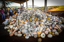[Título n/d] : lote nº 002, pasta nº 001350, doc. nº 000169 [imagem] / Fotógrafo(a) : [autoria n/d].