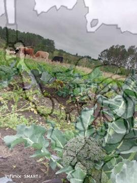 [Título n/d] : lote nº 002, pasta nº 000033, doc. nº 000073 [imagem] / Fotógrafo(a) : [autoria n/d].