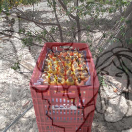 [Título n/d] : lote nº 002, pasta nº 001322, doc. nº 000037 [imagem] / Fotógrafo(a) : [autoria n/d].