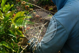 [Título n/d] : lote nº 002, pasta nº 001315, doc. nº 000031 [imagem] / Fotógrafo(a) : [autoria n/d].