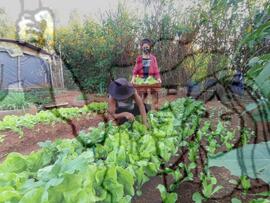 [Título n/d] : lote nº 002, pasta nº 001319, doc. nº 000150 [imagem] / Fotógrafo(a) : [autoria n/d].