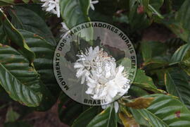 [Título n/d] : lote nº 002, pasta nº 001313, doc. nº 000014 [imagem] / Fotógrafo(a) : [autoria n/d].