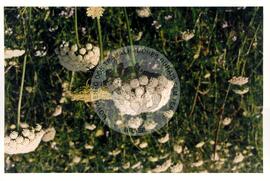 Cooperativa COAGRI (Cantagalo-PR, [sem data]) [fotografia] / Fotógrafo(a) : Arquivo MST. -- Ref.: BR-SPMST_MST-SN-CIN_AMP_001970-015077-PDU.