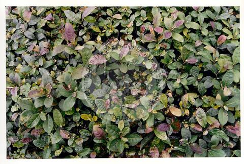 Original Document numérique not accessible