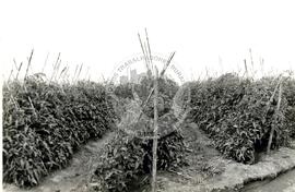 Assentamento "Fazenda Itapeva" do MST (Itapeva-SP, 1993) [fotografia] / Fotógrafo(a) : Débora Lerrer. -- Ref.: BR-SPMST_MST-SN-CIN_AMP_000346-001645-ASS.