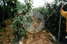 Viagem de Luiz Roberto para Espanha (Ilhas Canárias (Espanha), 31 jan. 2001) [fotografia] / Fotógrafo(a) : Arquivo MST. -- Ref.: BR-SPMST_MST-SN-CIN_AMP_001119-009231-RIT.