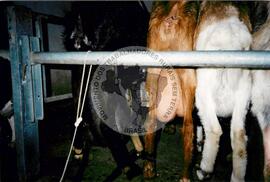 Viagem de Luiz Roberto para Espanha (Ilhas Canárias (Espanha), 31 jan. 2001) [fotografia] / Fotógrafo(a) : Arquivo MST. -- Ref.: BR-SPMST_MST-SN-CIN_AMP_001119-009238-RIT.