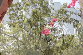 [Título n/d] : lote nº 002, pasta nº 001312, doc. nº 000299 [imagem] / Fotógrafo(a) : [autoria n/d].