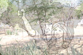 [Título n/d] : lote nº 002, pasta nº 001312, doc. nº 000266 [imagem] / Fotógrafo(a) : [autoria n/d].