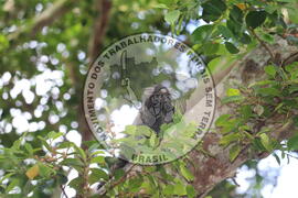 [Título n/d] : lote nº 002, pasta nº 000015, doc. nº 000301 [imagem] / Fotógrafo(a) : [autoria n/d].