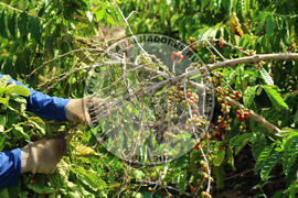 [Título n/d] : lote nº 002, pasta nº 001315, doc. nº 000048 [imagem] / Fotógrafo(a) : [autoria n/d].