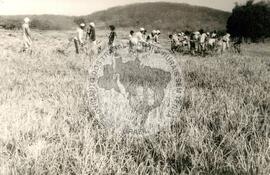 Assentamento "Fazenda Marrecas" do MST (São João-PI, 10 jun. 1989) [fotografia] / Fotógrafo(a) : Arquivo MST. -- Ref.: BR-SPMST_MST-SN-CIN_AMP_000340-001624-ASS.
