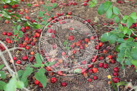 [Título n/d] : lote nº 002, pasta nº 000014, doc. nº 000264 [imagem] / Fotógrafo(a) : [autoria n/d].