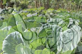 [Título n/d] : lote nº 002, pasta nº 001319, doc. nº 000154 [imagem] / Fotógrafo(a) : [autoria n/d].