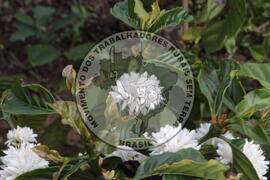 [Título n/d] : lote nº 002, pasta nº 001313, doc. nº 000008 [imagem] / Fotógrafo(a) : [autoria n/d].