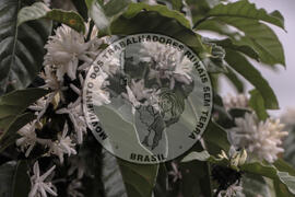 [Título n/d] : lote nº 002, pasta nº 001314, doc. nº 000019 [imagem] / Fotógrafo(a) : [autoria n/d].