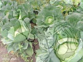 [Título n/d] : lote nº 002, pasta nº 000033, doc. nº 000079 [imagem] / Fotógrafo(a) : [autoria n/d].