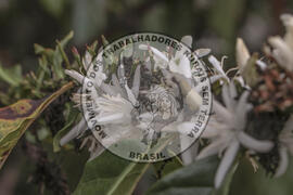 [Título n/d] : lote nº 002, pasta nº 001314, doc. nº 000026 [imagem] / Fotógrafo(a) : [autoria n/d].