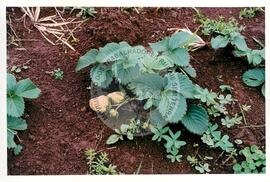 Assentamento "30 de outubro" do MST (Santa Catarina, [sem data]) [fotografia] / Fotógrafo(a) : Douglas Mansur. -- Ref.: BR-SPMST_MST-SN-CIN_AMP_000199-001453-ASS.