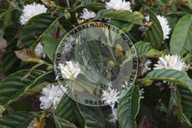 [Título n/d] : lote nº 002, pasta nº 001313, doc. nº 000006 [imagem] / Fotógrafo(a) : [autoria n/d].