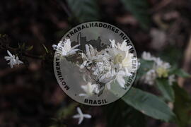 [Título n/d] : lote nº 002, pasta nº 001313, doc. nº 000060 [imagem] / Fotógrafo(a) : [autoria n/d].