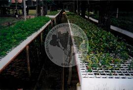 Assentamento "Ribeirão Bonito"do MST (Rio Grande do Sul, [sem data]) [fotografia] / Fotógrafo(a) : Arquivo MST. -- Ref.: BR-SPMST_MST-SN-CIN_AMP_000186-001309-ASS.