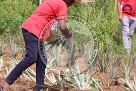 [Título n/d] : lote nº 002, pasta nº 000014, doc. nº 000213 [imagem] / Fotógrafo(a) : [autoria n/d].