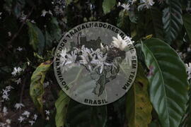 [Título n/d] : lote nº 002, pasta nº 001313, doc. nº 000038 [imagem] / Fotógrafo(a) : [autoria n/d].