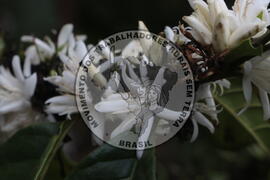 [Título n/d] : lote nº 002, pasta nº 001313, doc. nº 000063 [imagem] / Fotógrafo(a) : [autoria n/d].