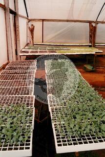 Original 数字对象 not accessible