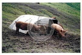 Produção no assentamento (Miscêlenia-SP, [sem data]) [fotografia] / Fotógrafo(a) : Douglas Mansur. -- Ref.: BR-SPMST_MST-SN-CIN_AMP_001972-015130-PDU.