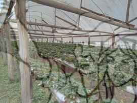 [Título n/d] : lote nº 002, pasta nº 000033, doc. nº 000037 [imagem] / Fotógrafo(a) : [autoria n/d].