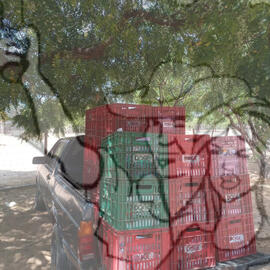 [Título n/d] : lote nº 002, pasta nº 001322, doc. nº 000036 [imagem] / Fotógrafo(a) : [autoria n/d].