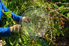 [Título n/d] : lote nº 002, pasta nº 001315, doc. nº 000046 [imagem] / Fotógrafo(a) : [autoria n/d].