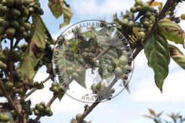 [Título n/d] : lote nº 002, pasta nº 001313, doc. nº 000031 [imagem] / Fotógrafo(a) : [autoria n/d].