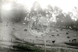 Produção em Minas Gerais (Minas Gerais, [sem data]) [fotografia] / Fotógrafo(a) : Neiva Alves. -- Ref.: BR-SPMST_MST-SN-CIN_AMP_001977-015166-PDU.