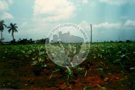 Acampamento "Fazenda de Urbana" do MST (Ipanguaçu-RN, [sem data]) [fotografia] / Fotógrafo(a) : Arquivo MST. -- Ref.: BR-SPMST_MST-SN-CIN_AMP_000084-000677-ACP.