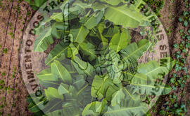 [Título n/d] : lote nº 002, pasta nº 001317, doc. nº 000020 [imagem] / Fotógrafo(a) : [autoria n/d].