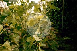 Viagem de Luiz Roberto para Espanha (Ilhas Canárias (Espanha), 31 jan. 2001) [fotografia] / Fotógrafo(a) : Arquivo MST. -- Ref.: BR-SPMST_MST-SN-CIN_AMP_001119-009234-RIT.